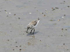 Calidris falcinellus