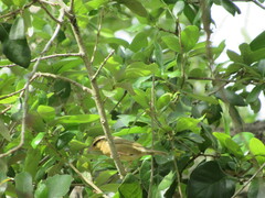 Helmitheros vermivorum