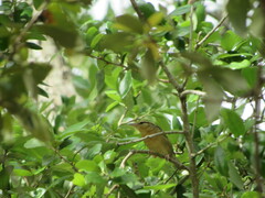 Helmitheros vermivorum