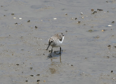 Calidris falcinellus