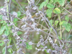 Minthostachys mollis