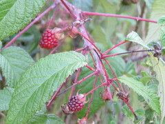 Rubus glaucus