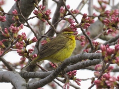 Setophaga palmarum hypochrysea