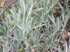 Pseudognaphalium beneolens
