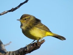 Setophaga palmarum hypochrysea