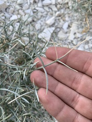 Astragalus pterocarpus