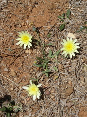 Malacothrix fendleri