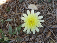 Malacothrix fendleri