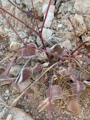 Eriogonum pusillum