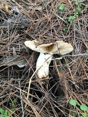 Russula cerolens