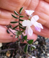 Indigofera cerasiflora
