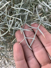 Astragalus pterocarpus