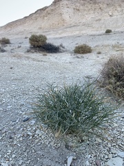 Astragalus pterocarpus
