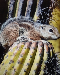 Ammospermophilus harrisii