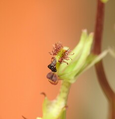 Arthrochilus irritabilis