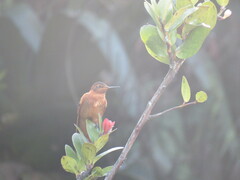 Aglaeactis cupripennis