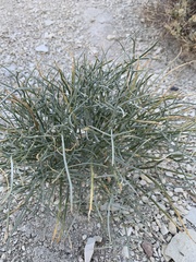 Astragalus pterocarpus