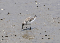 Calidris falcinellus
