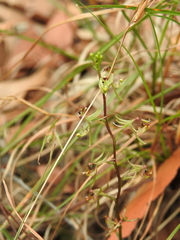 Arthrochilus irritabilis