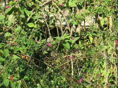 Comparettia falcata