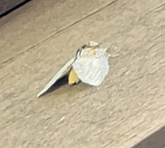 Peridea basitriens