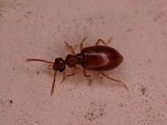 Anthicidae