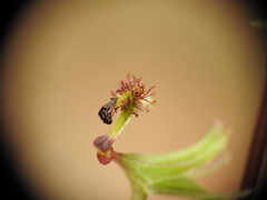 Arthrochilus irritabilis