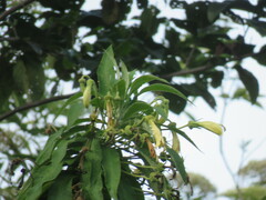 Siphocampylus giganteus