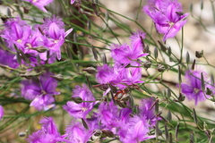 Gminatus australis
