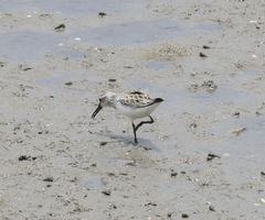 Calidris falcinellus