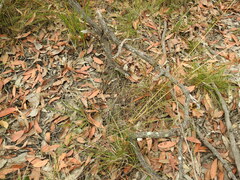 Arthrochilus irritabilis