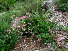 Lonicera implexa
