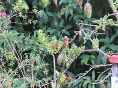 Aglaeactis cupripennis