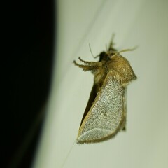 Anaxidia lozogramma