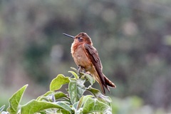 Aglaeactis cupripennis