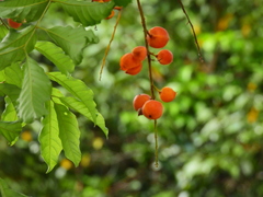 Toechima daemelianum
