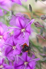 Gminatus australis