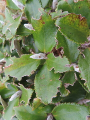 Macrolearia colensoi