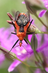 Gminatus australis