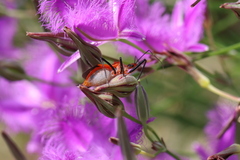 Gminatus australis