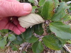 Macrolearia colensoi