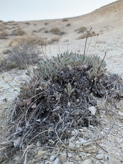 Eriogonum crosbyae