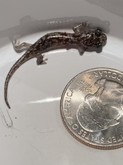 Aneides lugubris