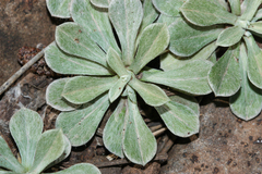 Antennaria