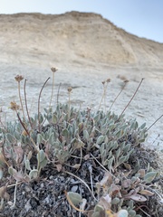 Eriogonum crosbyae