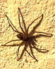 Selenops mexicanus