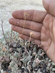 Eriogonum crosbyae