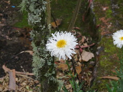 Leucanthemum maximum