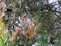 Macleania rupestris