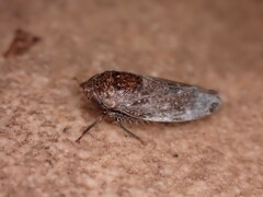 Allygidius atomarius